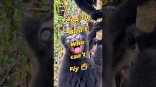 Top 10 Birds who cant fly #shorts #shortvideo #top10 #worldwide #birdscantfly