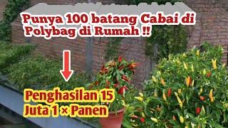 *Panduan menanam cabai rawit  tanam cabe di polybagagar cabai berbuah lebat.