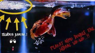 Pemijahan Plakat Nemo Double Tail