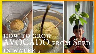 How To Grow Avocado From Seed in Water  Simple and Easy Guide