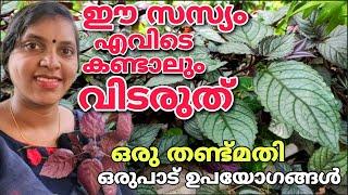 ഈ സസ്യം എവിടെ കണ്ടാലും വിടരുത്  ഒരുതണ്ട്മതി  ഒരുപാട് ഉപയോഗങ്ങൾ Murikooti  Red flame ivy plant