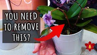 Myth or Truth #11 - Never water Orchids at night? Dry flower spikes NEED to be cut? & more