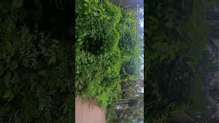 Nellore Agriculture land for Sale- Mypadu Beach Road Invest Now