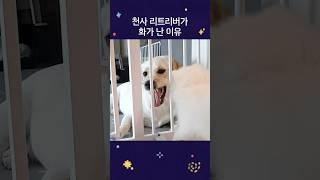 천사 리트리버가 화난 이유 #dog #puppy #retriever