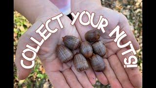 Collect Your Nuts Virtually Vacuum Up Acorns & More