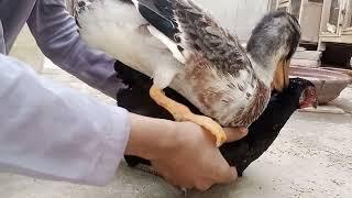 Duck mating with hen ️