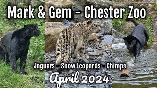 Our Best Inka & Snow Leopard Views Yet - Chester Zoo - April 2024