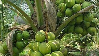 planting coconut tree  Coconut Tree Farm