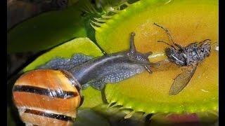 SNAIL & FLY CRUSHED BY VENUS FLYTRAP