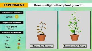 Independent Dependent and Controlled Variables in Controlled and Experimental Set-up