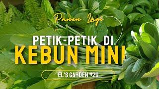 Eps.29 PETIK PETIK DI KEBUN MINI  PANEN SAYUR ORGANIK LAGI