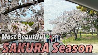 Beautiful Cherry Blossoms Season in Japan  Life in Japan