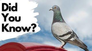 Things you need to know about PIGEONS