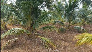 Coconut plantation is still 3 years old