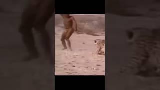 Incredible Hunting Tactics #shorts  #cheetah #antelope