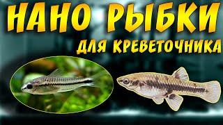 САМЫЕ МАЛЕНЬКИЕ АКВАРИУМНЫЕ РЫБКИ ДЛЯ КРЕВЕТОЧНИКА