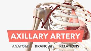 Axillary Artery - Anatomy Branches & Relations