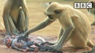 Langur monkeys grieve over fake monkey  Spy in the Wild - BBC