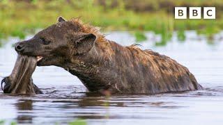 Hyena sniffs out a soggy supper  Dynasties II - BBC