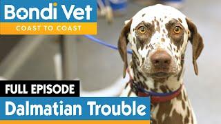  Dalmatian Dog Rushed To Emergency  FULL EPISODE  E9  Bondi Vet