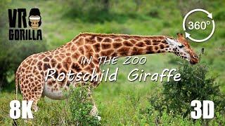 VR in the Zoo Rotschild Giraffe - 8K 360 3D