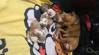 Mother Dog Gets Lost Stressed Gives Premature Birth & Something Miraculous Happens..