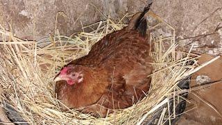 Как посадить квочку на яйца  how to make a hen hatch eggs?  квочка рекордсменка