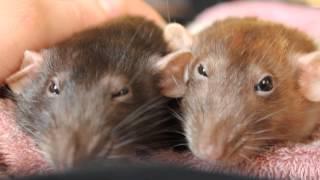 My Rats Bruxing and Boggling