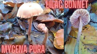 Lilac Bonnet Mycena pura