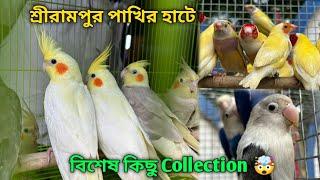 Serampore Pet Market  Recent Bird Price Update  Premium Quality Conure Love Bird Finch Etc.