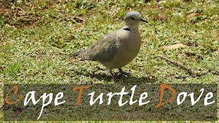 Ring-necked Dove Streptopelia capicola Bird Call Video  Cape Turtle Dove  Stories Of The Kruger