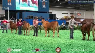 HLSR Bull Show