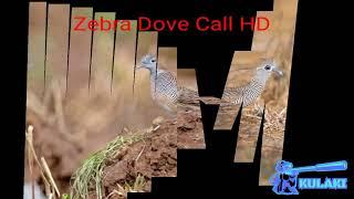 Zebra Dove Call HD