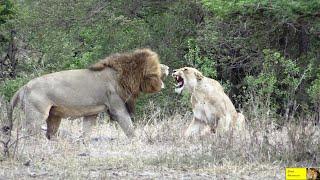 How King Lion Met His Queen - Love At First Sight