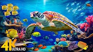 Under Red Sea 4K - Beautiful Coral Reef Fish Relaxing Sleep Meditation Music - 4K Video UHD #155