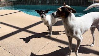 Rat terrier sisters Piton and Monkey waiting for cookie treats