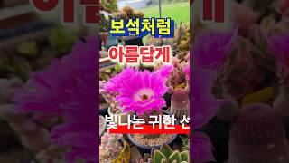 보석처럼 피어있는 선인장꽃 여름꽃 #선인장정원 #반려식물 #다육