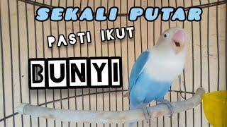 Masteran suara lovebird ini mampu membuat lovebird anda jadi gacor silahkan DICOBA