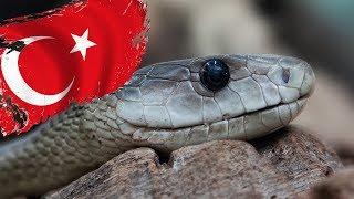 ATTENTION The 10 Most Venomous Snake Species Living in Turkey