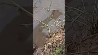 mancing belut sawah spottttt terbaik  #short #shorts #shortvideo