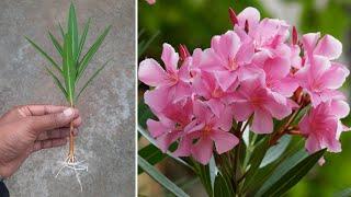 How To Grow Oleander Plant From Cuttings  In This Way Will Never Fail  @gardening4u11