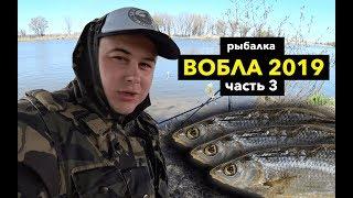 Вобла 2019 Астрахань. Рыбалка на фидер. Вяленая вобла. Часть 3