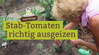 Tomaten ausgeizen - Wie und warum