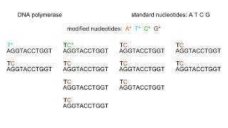 Automated DNA sequencing Animation