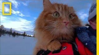 Watch Skiing With Adorable Adventure Cat Jesperpus  National Geographic