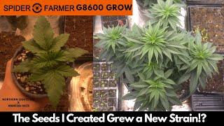 The Seeds Grew A New Strain? Northern Lights XXL X Amnesia Haze  Spider Farmer G8600 Grow Update