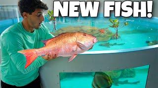 Catching EXOTIC SNAPPER For My SALTWATER POND