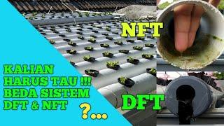 BEDANYA SISTEM NFT DAN DFT PADA TANAMAN HIDROPONIK.