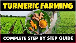 Turmeric Farming  How to grow Turmeric plant at Home  Turmeric Cultivation