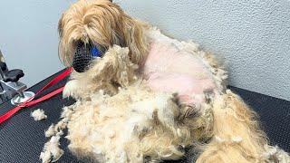 MATTED Havanese WITH PUPPIES